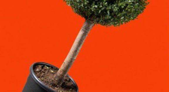 levende-planten